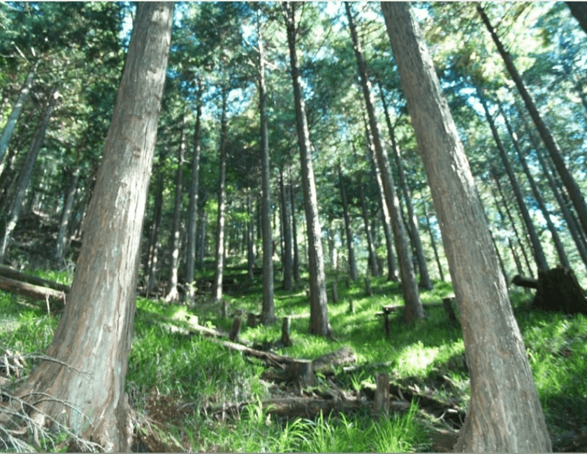 間伐をした明るい森