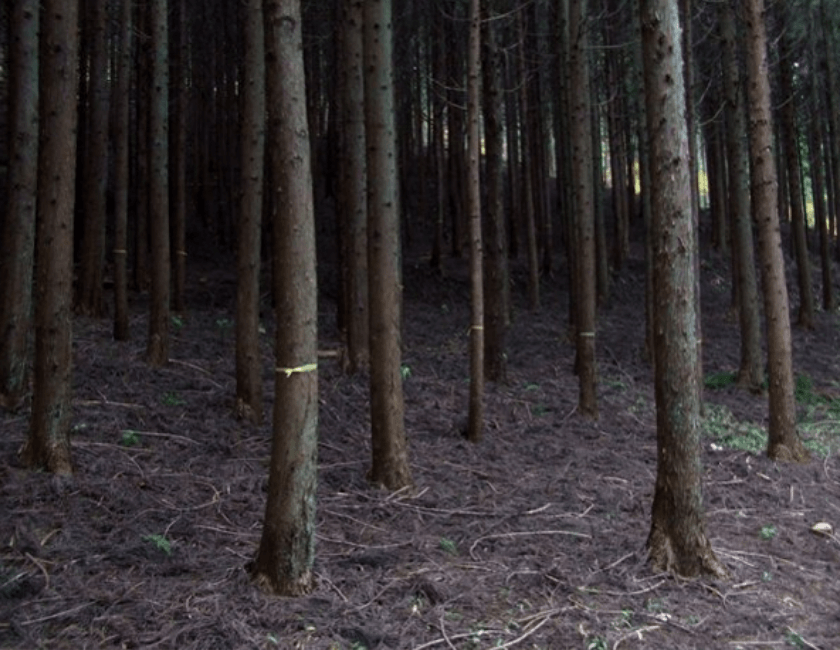 間伐をしていない暗い森