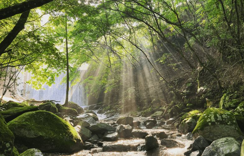 横浜市水道局による水源林保全の取組