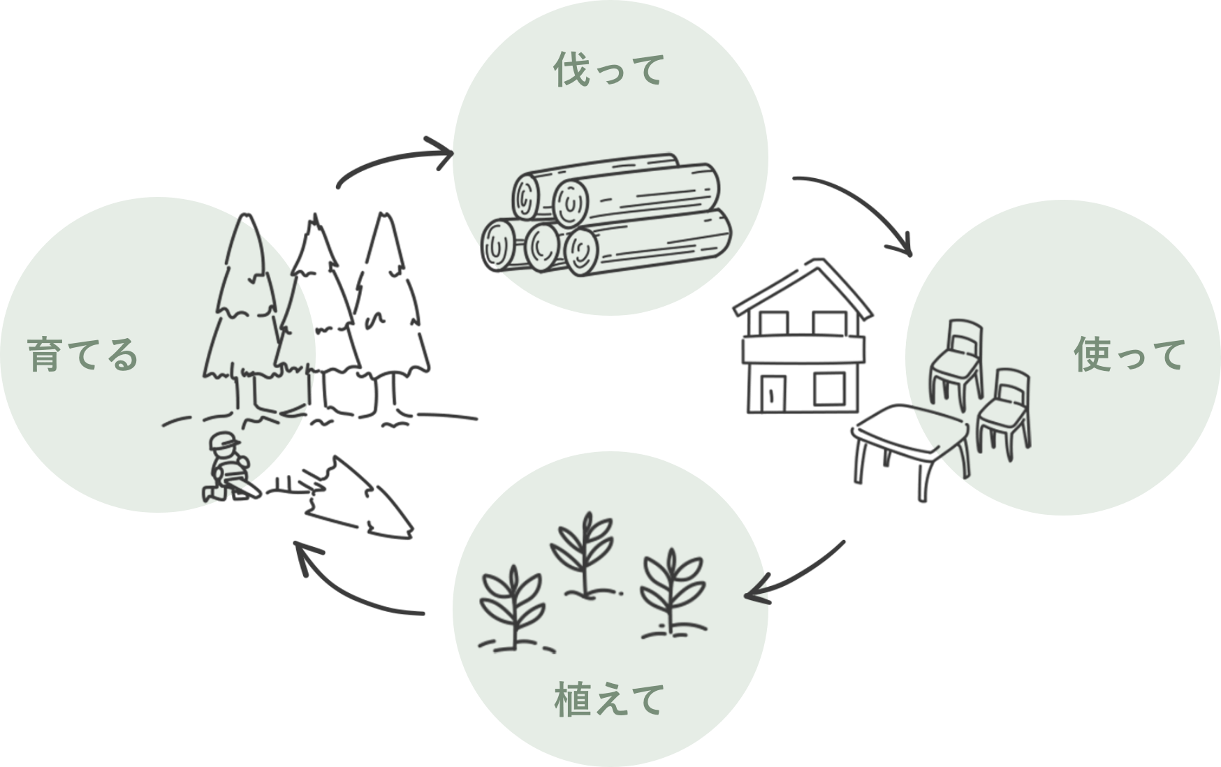 伐って→使って→植えて→育てる　森林の循環